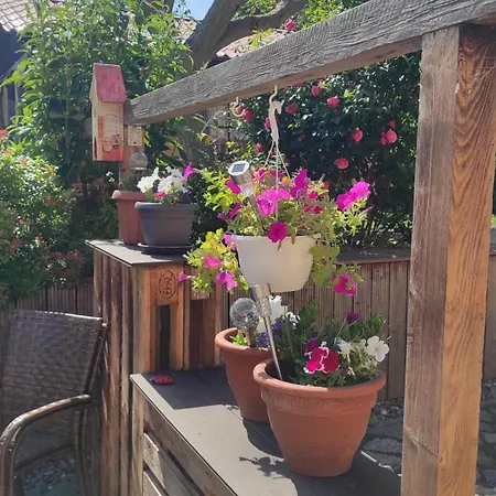 Küstenblüte Steffenshagen